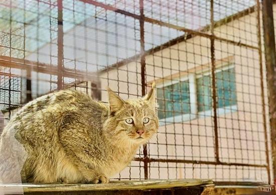 园方4月向外表示，去年10月在青海海北藏族自治州门源县救助的荒漠猫成为全球唯一一只人工圈养的个体，目前健康状况良好。中新社 图